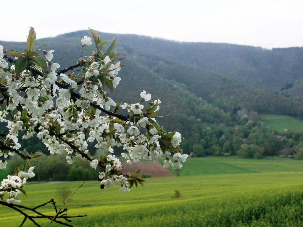 Landhaus Am Westerwald Martinfeld Екстер'єр фото